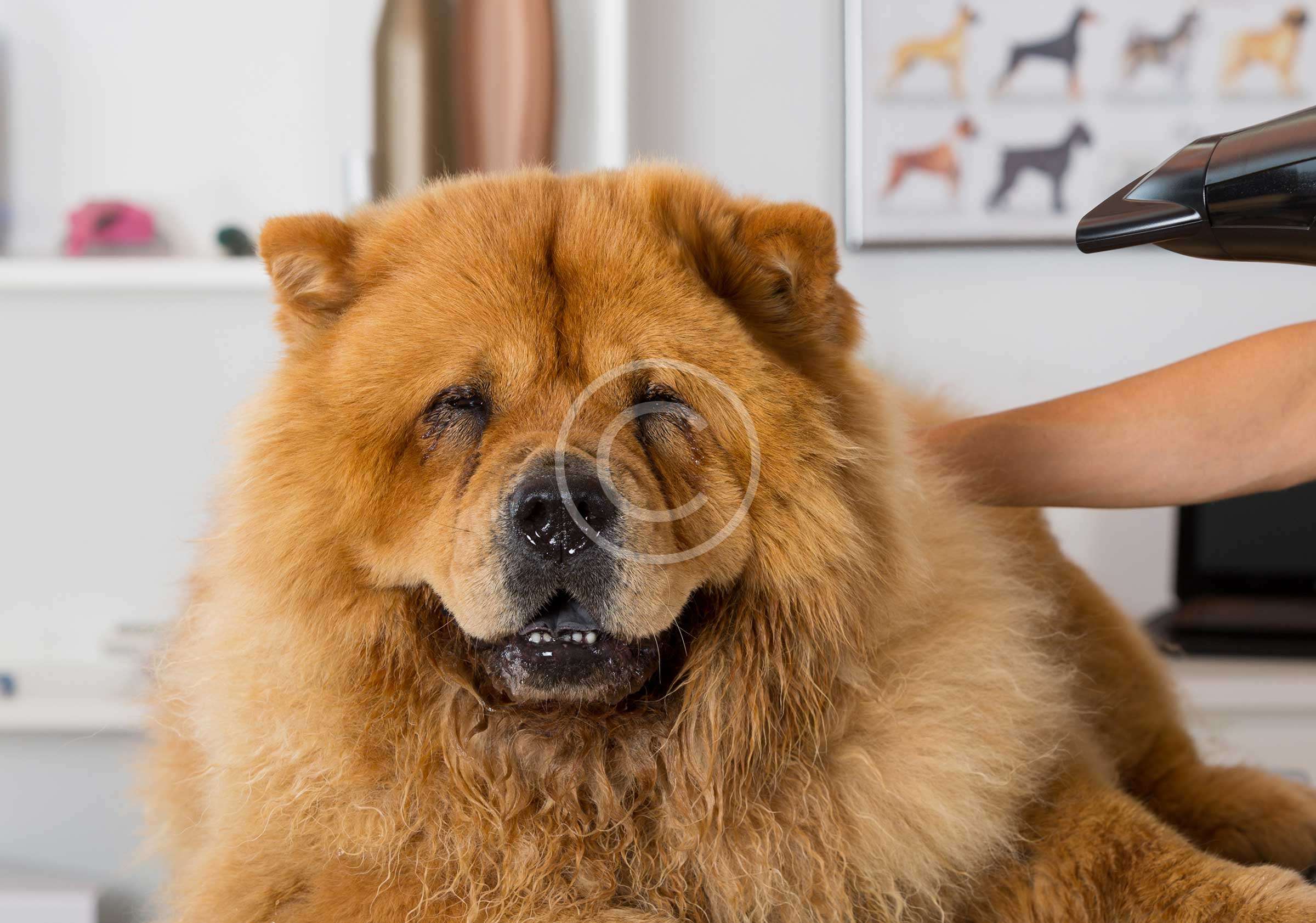 How to Keep Dog's Coat Glossy Châtelain Vet